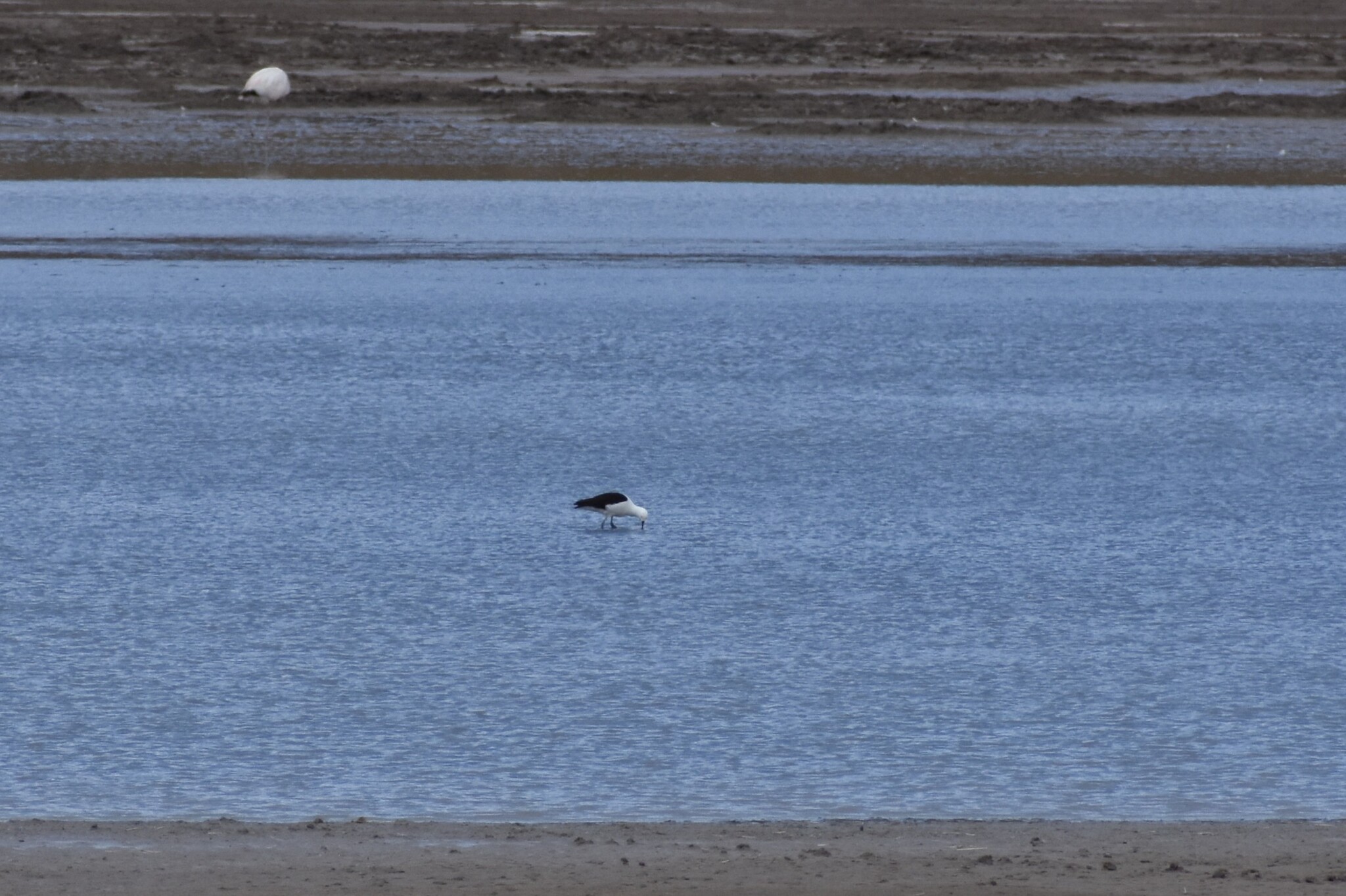 Andean Avocet (Recurvirostra andina), photo 1