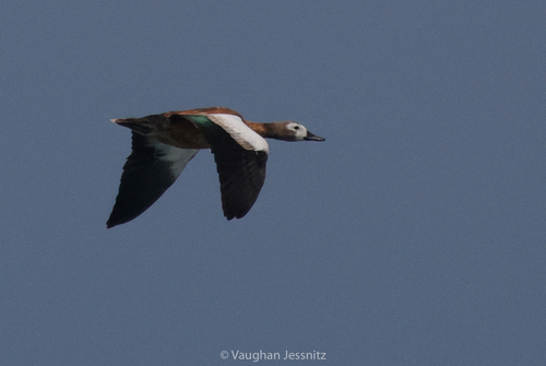 iNaturalist: (c) Vaughan Jessnitz, some rights reserved (CC BY-NC), uploaded by Vaughan Jessnitz iNaturalist image