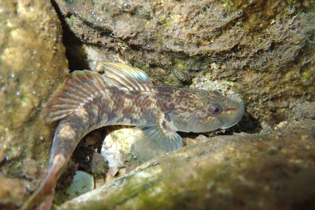 Lizard Goby