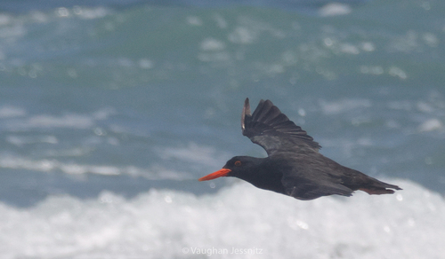 iNaturalist: (c) Vaughan Jessnitz, some rights reserved (CC BY-NC), uploaded by Vaughan Jessnitz iNaturalist image