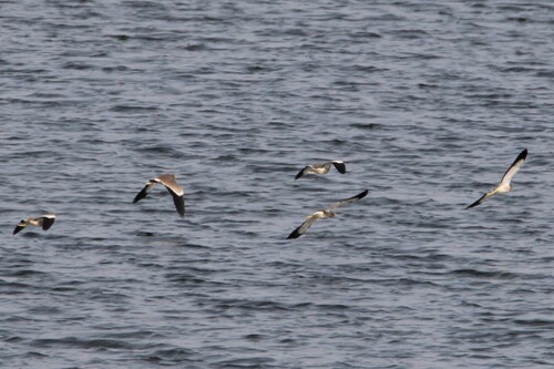 iNaturalist: (c) Luke Smith, some rights reserved (CC BY-NC), uploaded by Luke Smith iNaturalist image