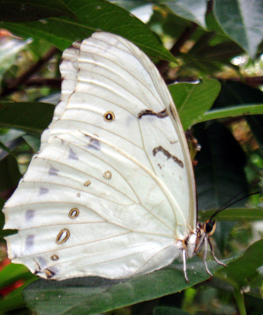 White Morpho