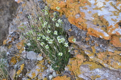 Draba hirta