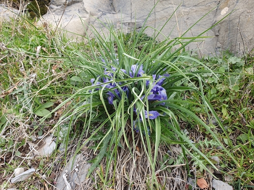 Iris planifolia