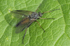 Rhagio notatus