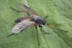 Rhagio notatus