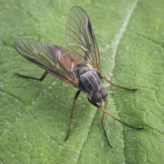 Rhagio notatus
