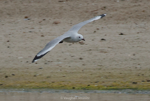 iNaturalist: (c) Vaughan Jessnitz, some rights reserved (CC BY-NC), uploaded by Vaughan Jessnitz iNaturalist image