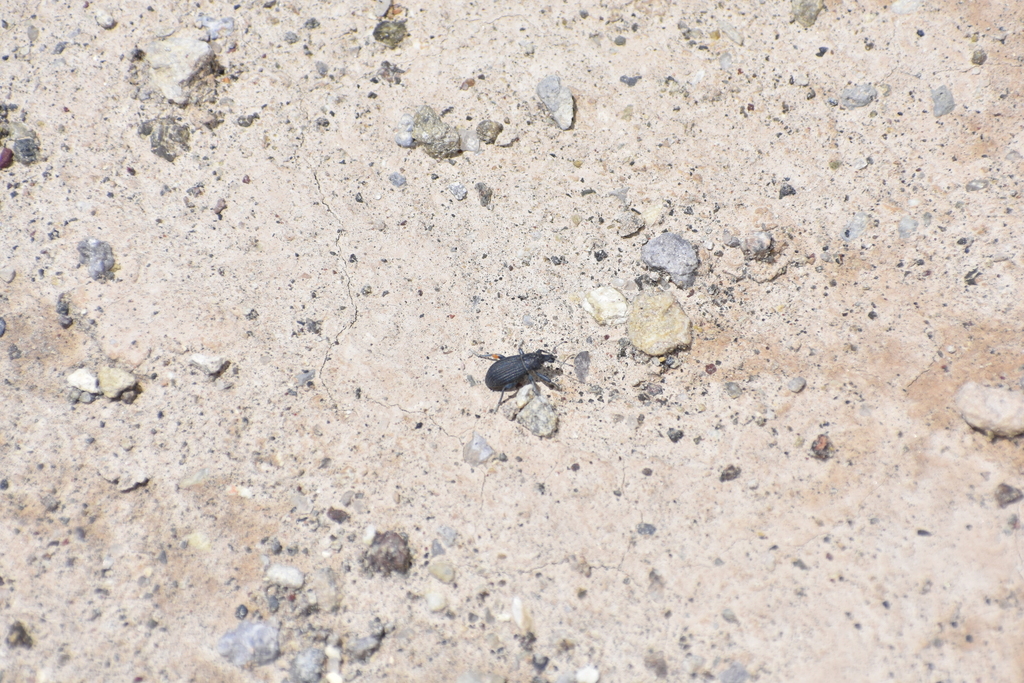 Strangaliodes azurescens