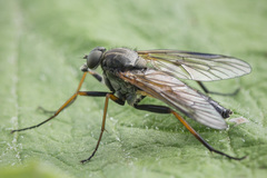 Rhagio notatus