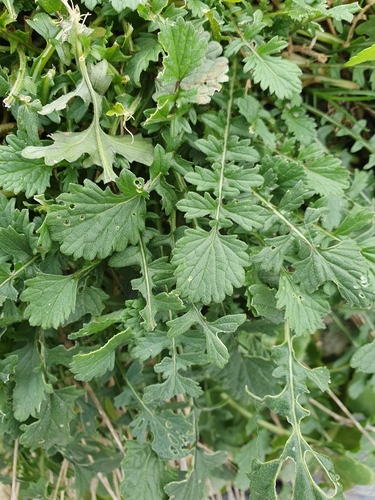Sinapis pubescens