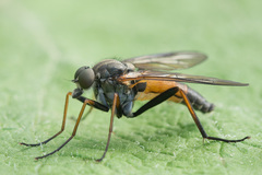 Rhagio notatus