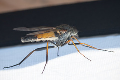 Rhagio notatus