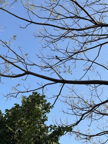 Oriental Magpie (Pica serica), photo 3