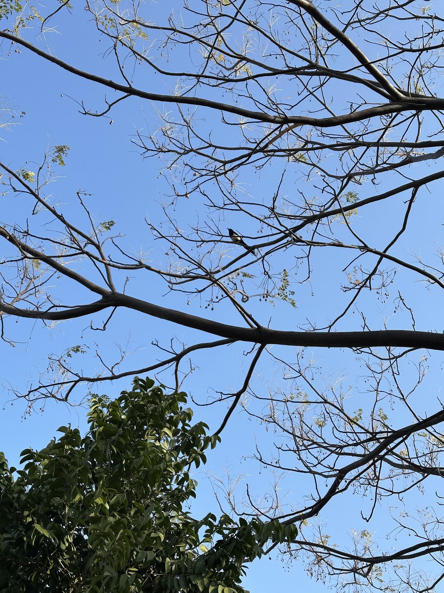 Oriental Magpie (Pica serica), photo 3