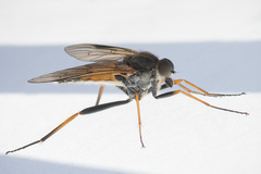 Rhagio notatus
