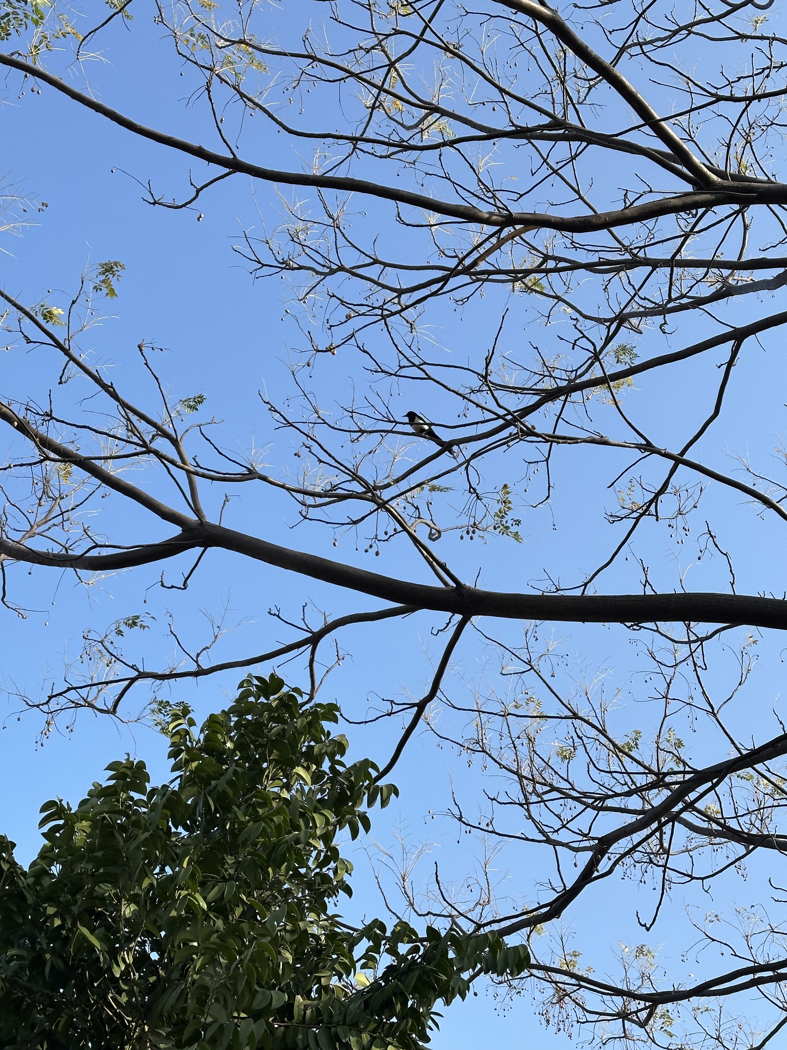 Oriental Magpie (Pica serica), photo 4