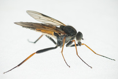 Rhagio notatus
