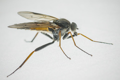 Rhagio notatus