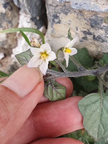 red nightshade