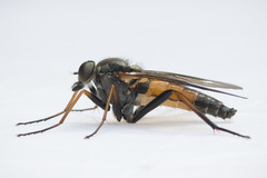 Rhagio notatus