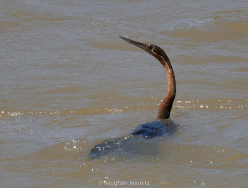 iNaturalist: (c) Vaughan Jessnitz, some rights reserved (CC BY-NC), uploaded by Vaughan Jessnitz iNaturalist image