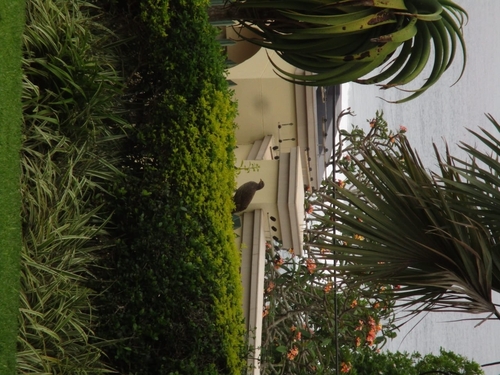 Natal Spurfowl (Pternistis natalensis), photo 8