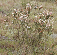 Erica pectinifolia