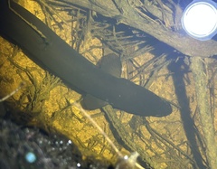 Shortfin Eel photo 3