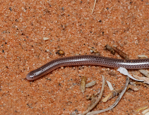 Western Thread Snake