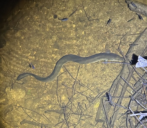 Short-finned Eel