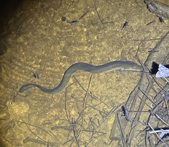Shortfin Eel photo 4