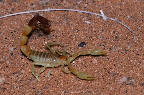 Black-tipped Thicktail Scorpion