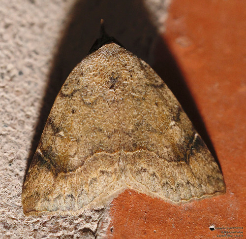 Isogona texana photo 4