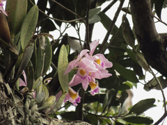 Cattleya wallisii