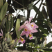Cattleya wallisii - Photo (c) Arthur Gomes, some rights reserved (CC BY-NC-SA), uploaded by Arthur Gomes