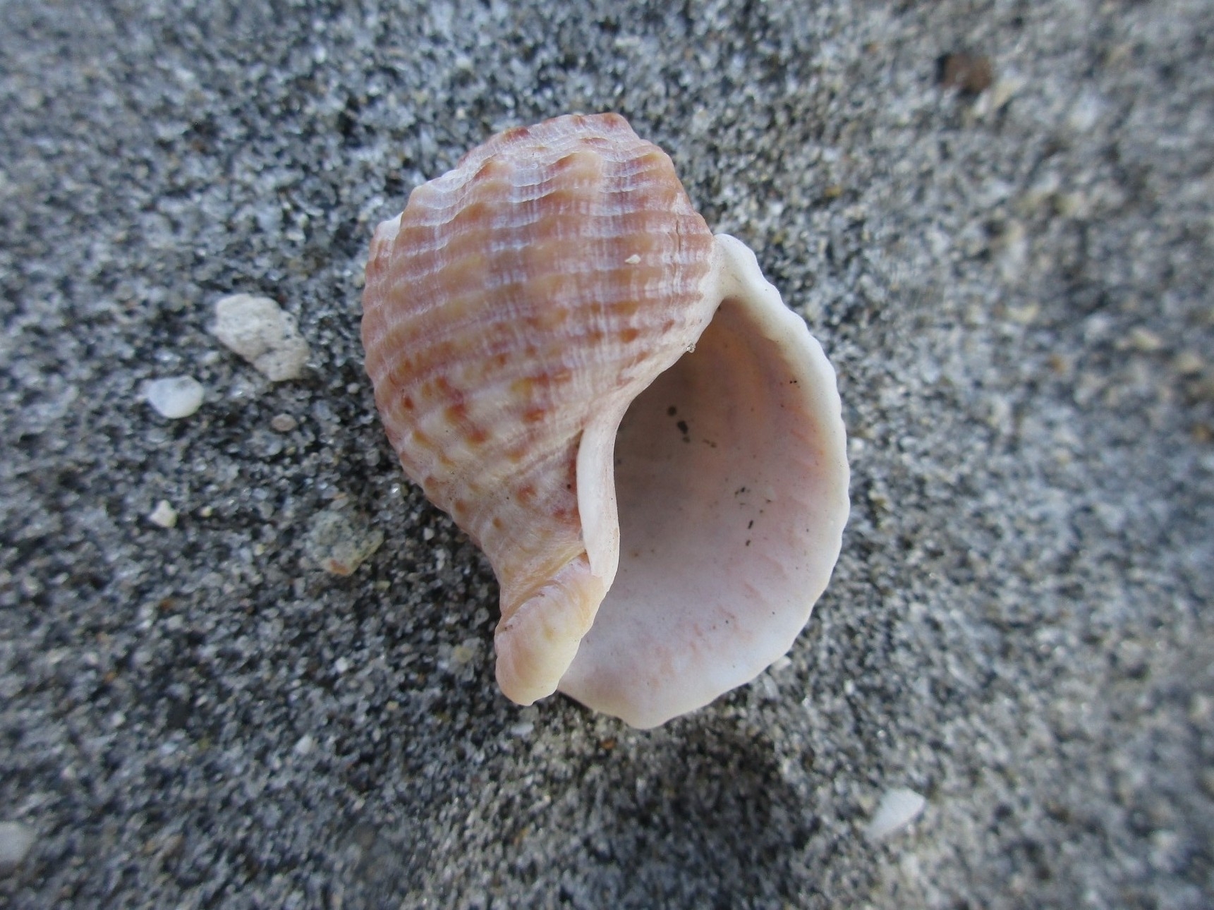 Siphonalia (Nassicola) sopenahensis