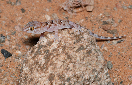 Fischer's Thick-toed Gecko