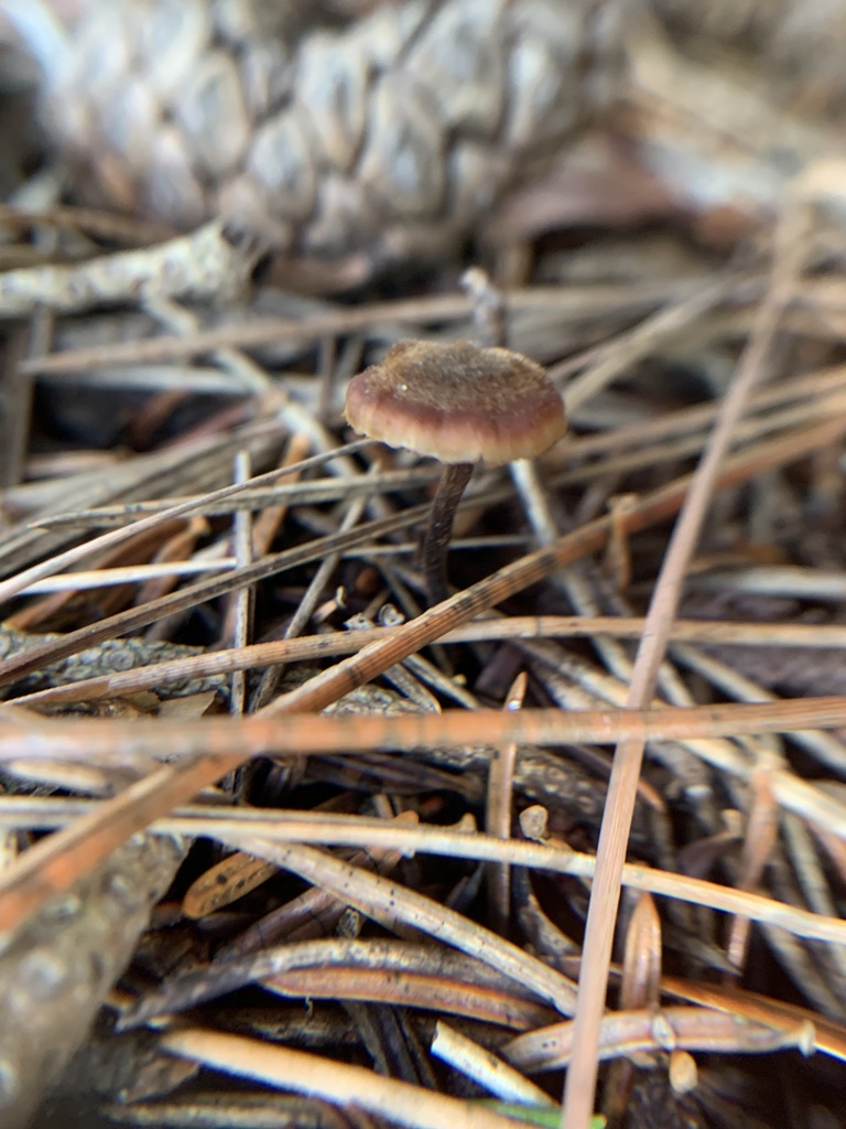 Auriscalpium vulgare · January 2026 · photo: © manuela9012 (iNaturalist, cc-by)
