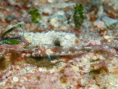Sandslope Goby photo 2