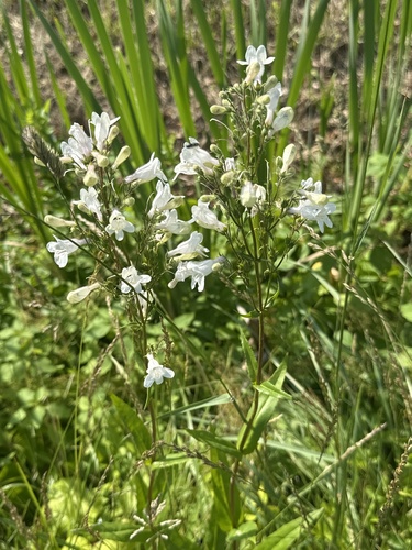 Talus Slope Penstemon (Penstemon digitalis)