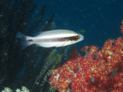 Redstripe Tuskfish photo 1