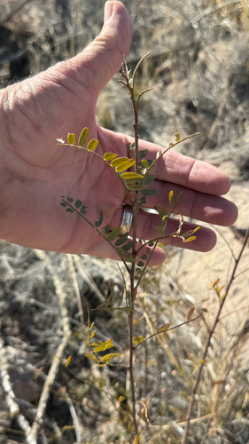 Desert Kidneywood (Eysenhardtia orthocarpa)