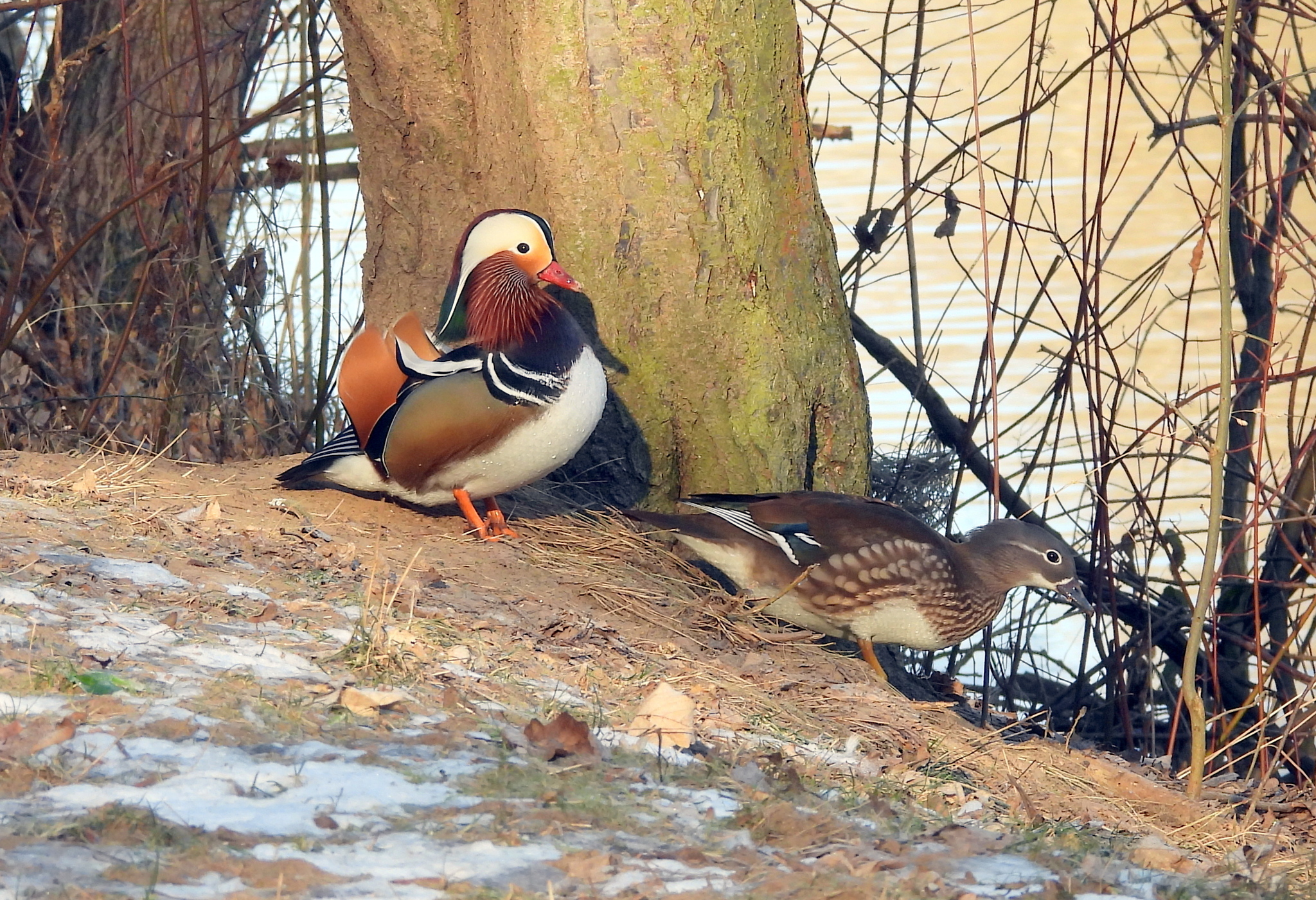Aix galericulata (Linnaeus, 1758)