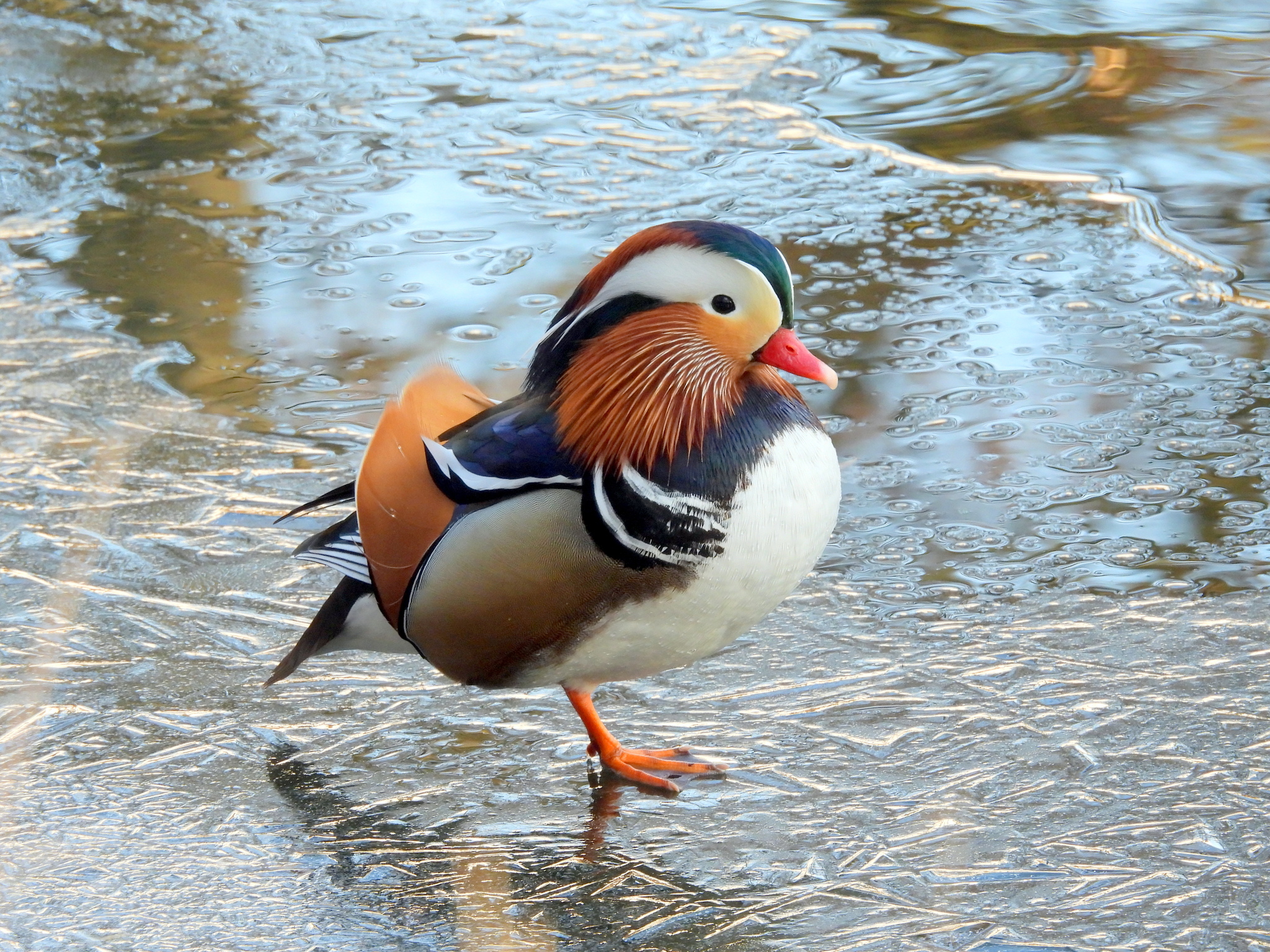 Aix galericulata (Linnaeus, 1758)