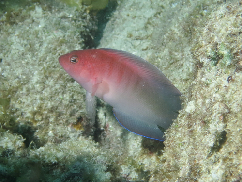 Queensland dottyback (Ogilbyina queenslandiae) — Pseudochromidae — 4