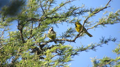 Gubernatrix cristata