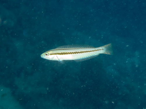 Shoulder-spot wrasse (Leptojulis cyanopleura) — Labridae — 2