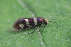 Micropterix aureatella