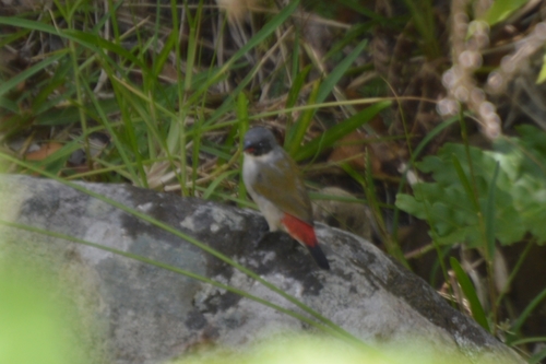 Coccopygia melanotis